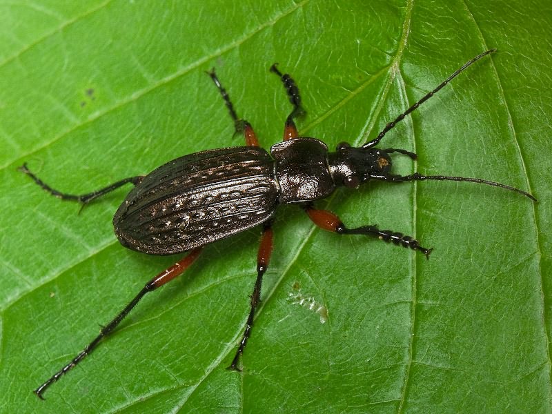 granulatus Linne, 1758